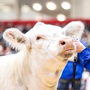 Meet your Posher, Jackson